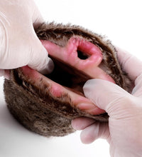 GEEBA Fantasy Masturbator Lion Themed Animal Pussy Dual Tunnel Male Toy